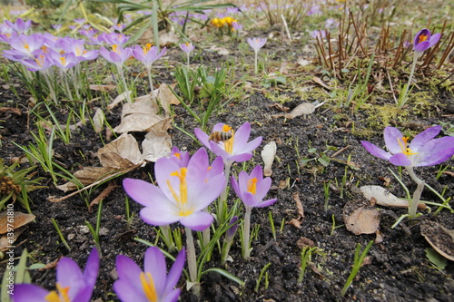 Krokus Krokusse Crocus mit Biene zu Istern photo