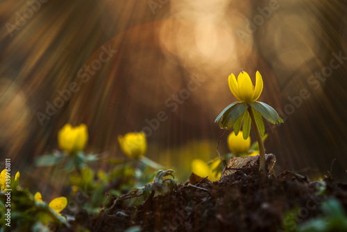 Springtime - Yellow flower closeup with shallow depth of field - Eranthis hyemalis - early signs of spring