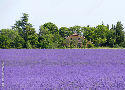 Verstecktes Haus hinter Lavendelfeld