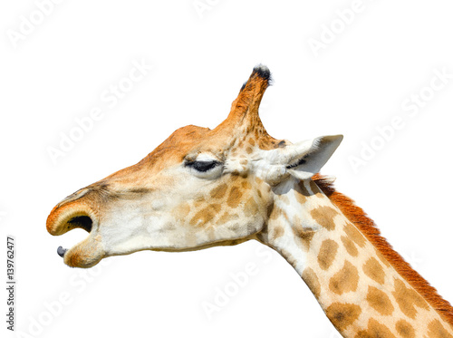 Cute giraffe head isolated on white background. Funny giraffe head isolated. The giraffe is tallest and largest living animal in zoo. Beautiful Giraffa isolated on white. Funny giraffe's face 