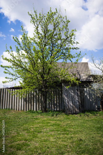 Green meadow  big tree  rural toilet