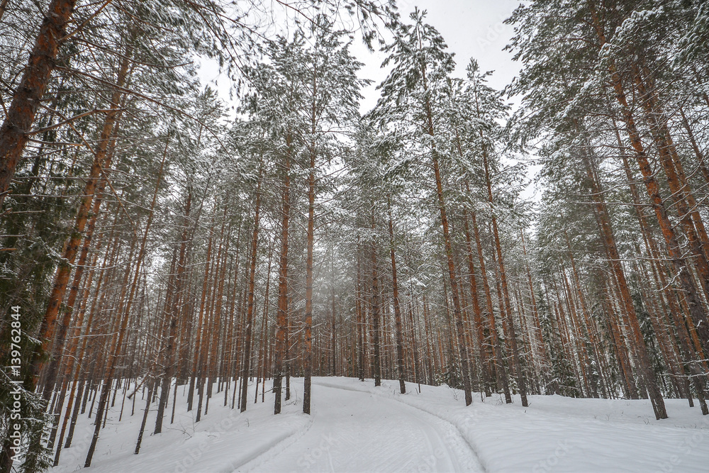 Fototapeta premium Road in winter forest, park in snow