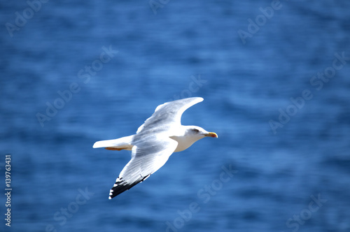 Flaying seagull