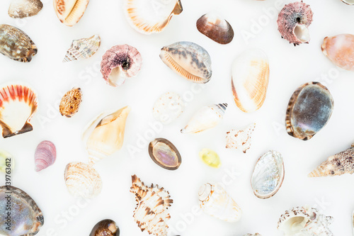 Beautiful ocean shells isolated on white background. Flat lay. Top view. Natural pattern. 