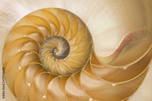 Circular sea shell