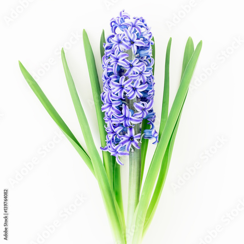 Blue hyacinth on white background. Flat lay  Top view. Floral background