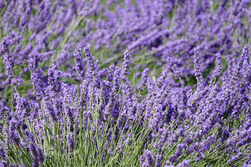 Lavendel in der Nahaufnahme