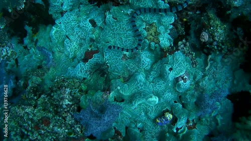 Black-banded Sea Krait or blue-lipped sea krait - Laticauda laticaudata, swims by coral reef, Oceania, Indonesia, Southeast Asia
