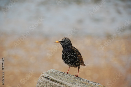 speckled starling standing on weathered post isolated against soft focus background