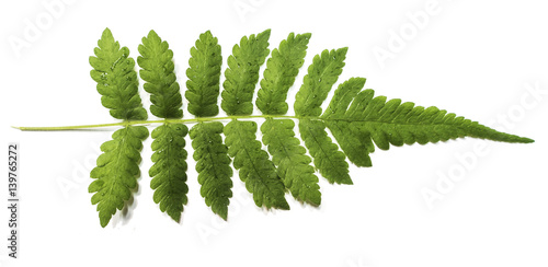 fern leaf isolate in white background.