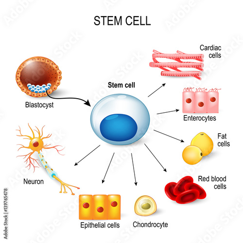 stem cells.