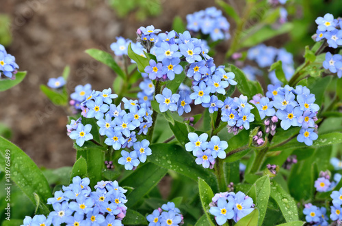 Canvas Print Bright bunches of blue flowers young forget-me