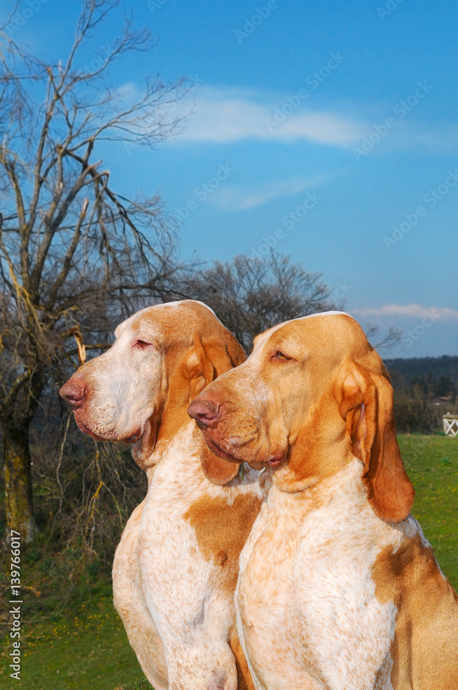 Two purebred dogs in the meadow, Italian Bracco.