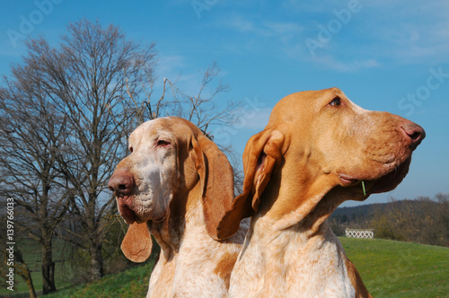 Photography Two purebred dogs in the meadow, Italian Bracco.