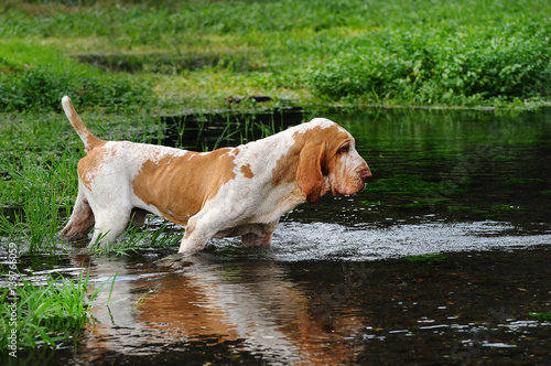 Portrait of dog in the lake, Italian Bracco. photo