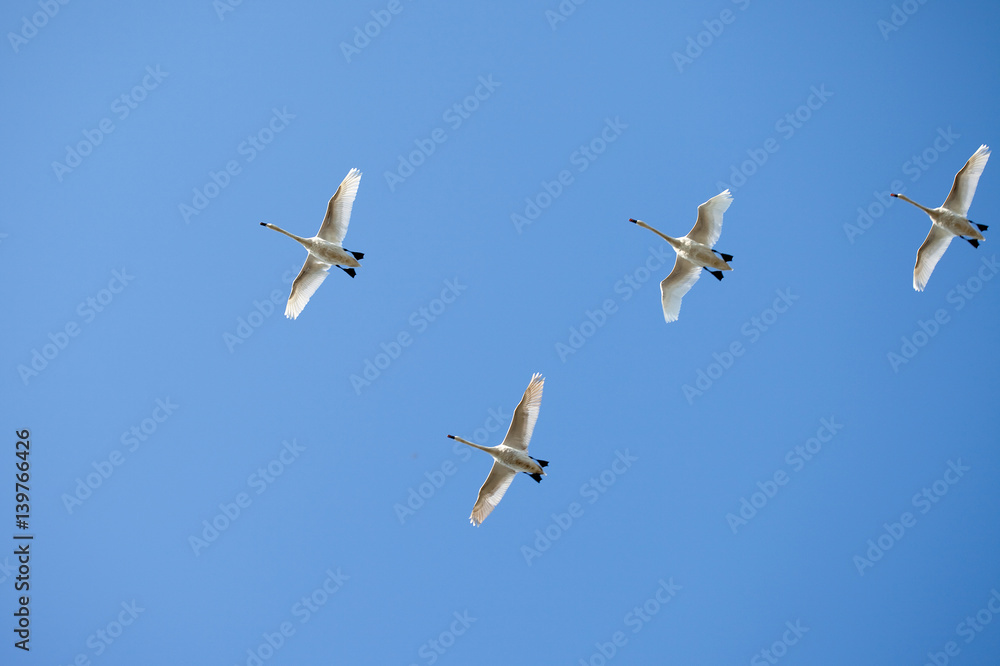 Birds in the blue sky. The flight of geese to warmer climes. Birds in the blue sky. The flight of geese to warmer climes.