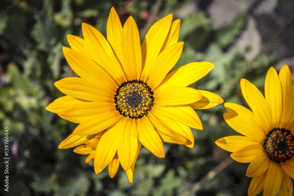 Obraz premium FLOWER