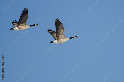 Pair of Canada Geese Flying in a Blue Sky © rck