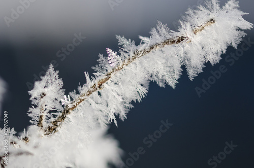 Icy Frost Crystals Clinging to the Frozen Winter Foliage