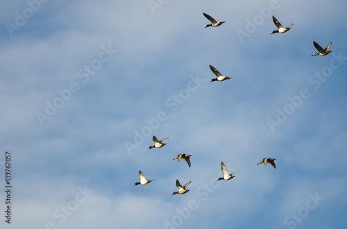 Large Flock of Ring-Necked Ducks Flying in a Blue Sky