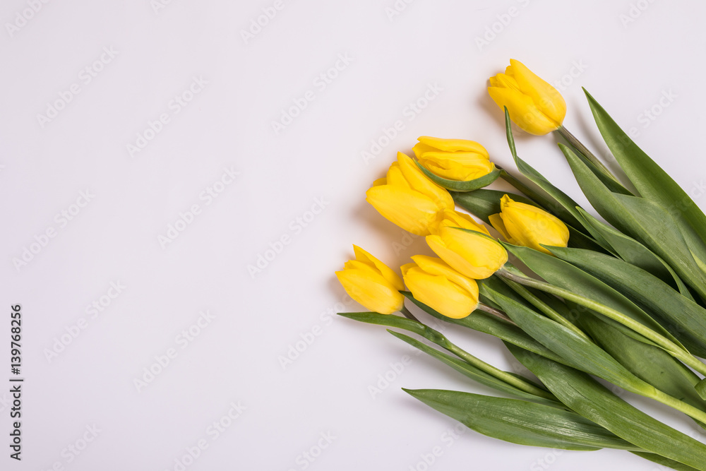 Yellow tulips in on white background. Romantic blooming card for Birthday, Anniversary, Valentine's, Mother's or Woman's Day. Yellow tulips in on white background. Romantic blooming card for Birthday, Anniversary, Valentine's, Mother's or Woman's Day.