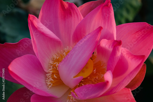 Fototapeta Naklejka Na Ścianę i Meble -  Pink lotus flower in the pond in the morning