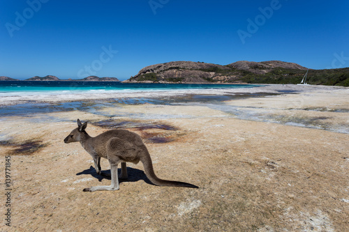 Fotografija Lucky Bay in the Cape Le Grande National Park near Esperance in Western Australia is famous for  the wild kangaroos that  roam and laze on the beach