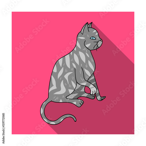 American Shorthair icon in flat style isolated on white background. Cat breeds symbol stock vector illustration.