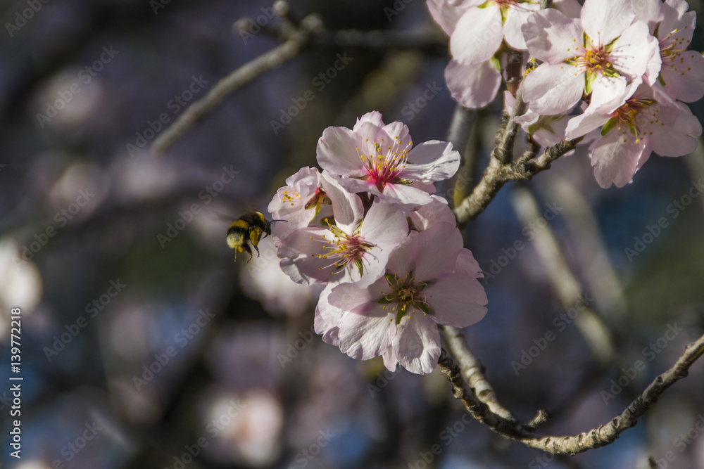 A bee reaching an almond flower A bee reaching an almond flower