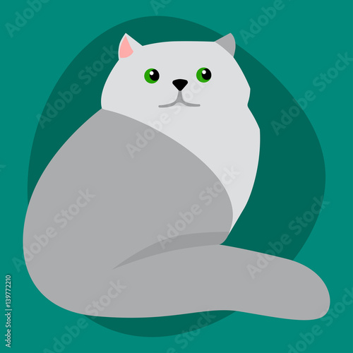 Cat breed siberian cute pet portrait fluffy gray adorable cartoon animal and pretty fun play feline sitting mammal domestic kitty vector illustration.