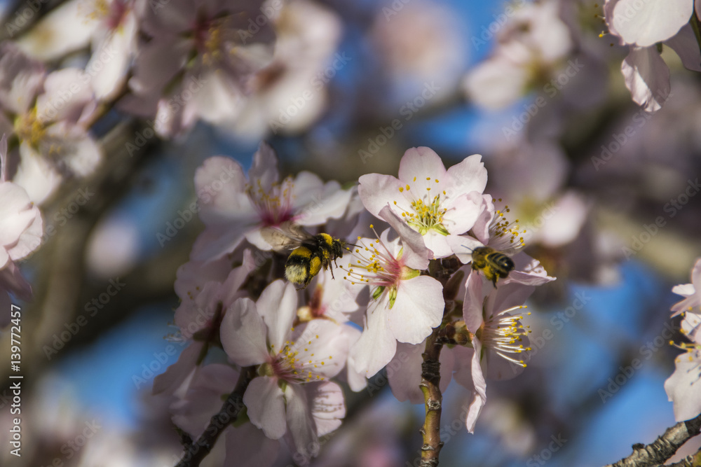 Bees flying around an almond flower