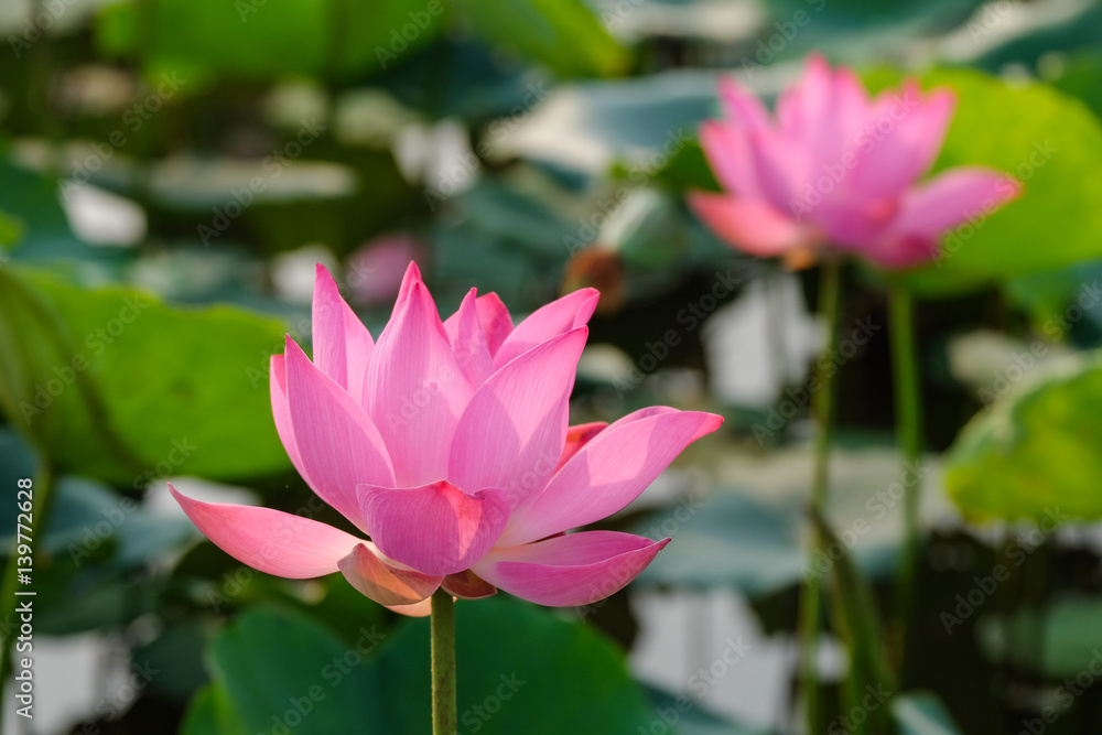 Background is the lotus leaf and lotus flower and lotus bud and lotus flower Background is the lotus leaf and lotus flower and lotus bud and lotus flower