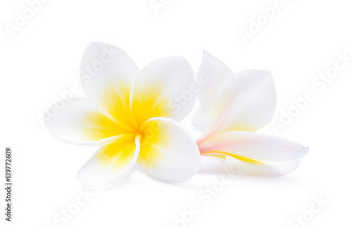 Tropical flowers frangipani (plumeria) isolated on white background photo