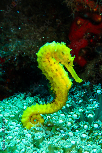 Tigertail Seahorse photo