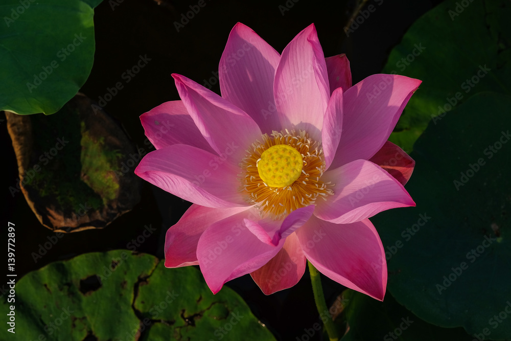 lotus flower in the pond in the morning lotus flower in the pond in the morning