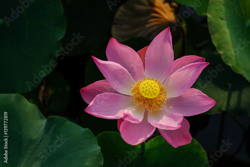 Pink lotus flower in the pond in the morning
