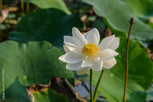 Pink lotus flower in the pond in the morning