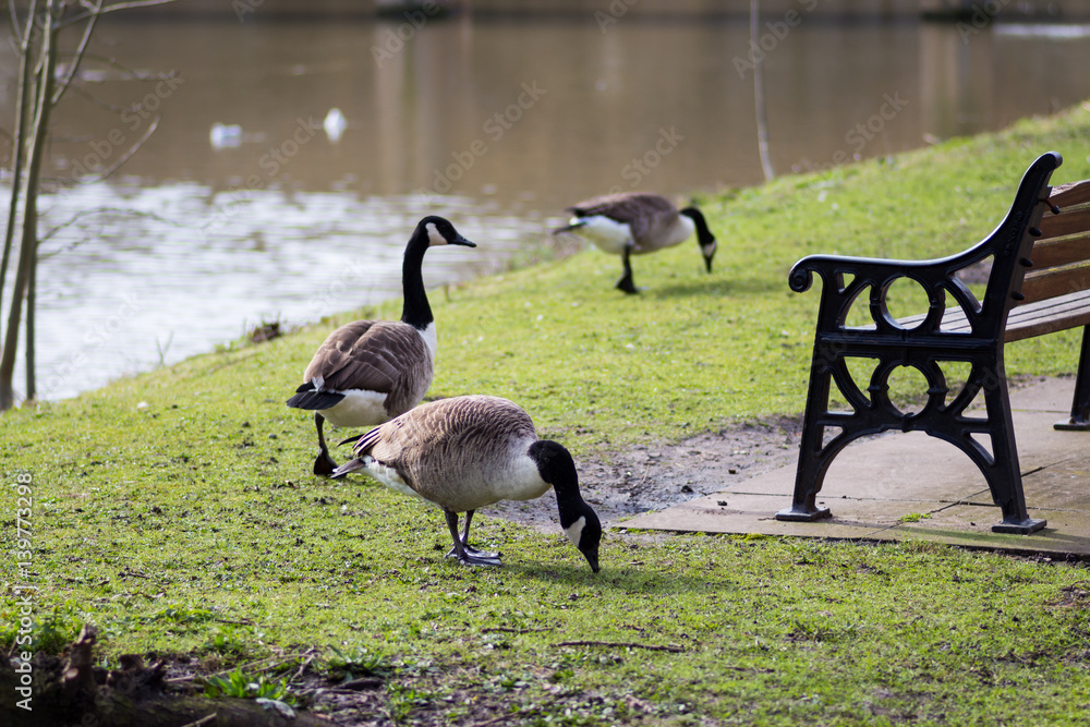 Fototapeta premium Geese