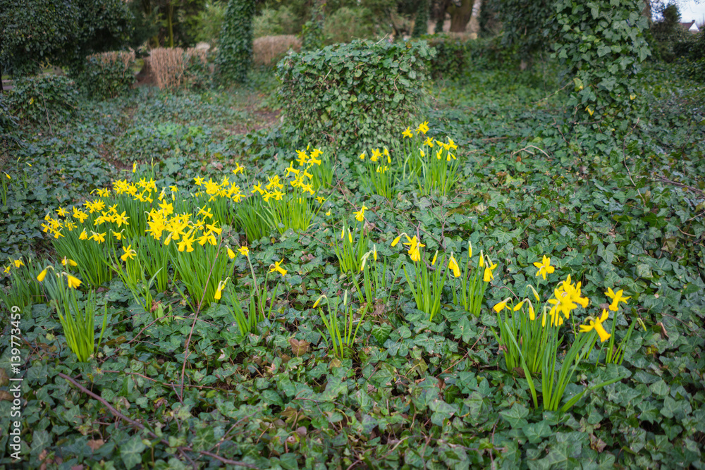 Fototapeta premium Yellow Dafodil