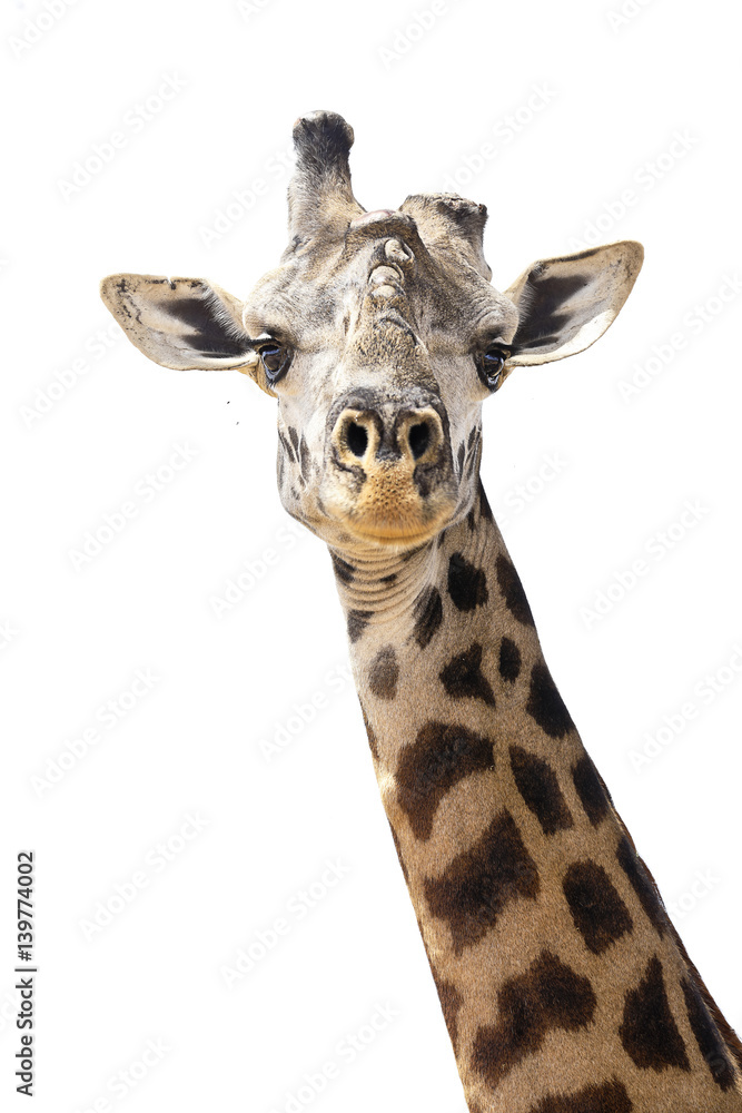 This unique giraffe is missing one of its horns.