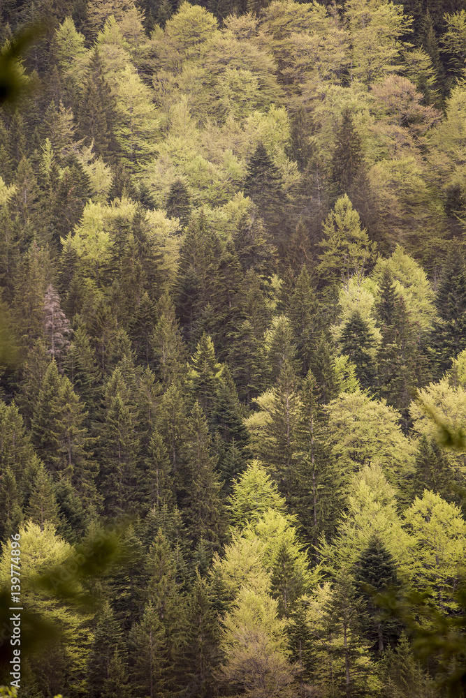 Obraz premium Forest on the mountain