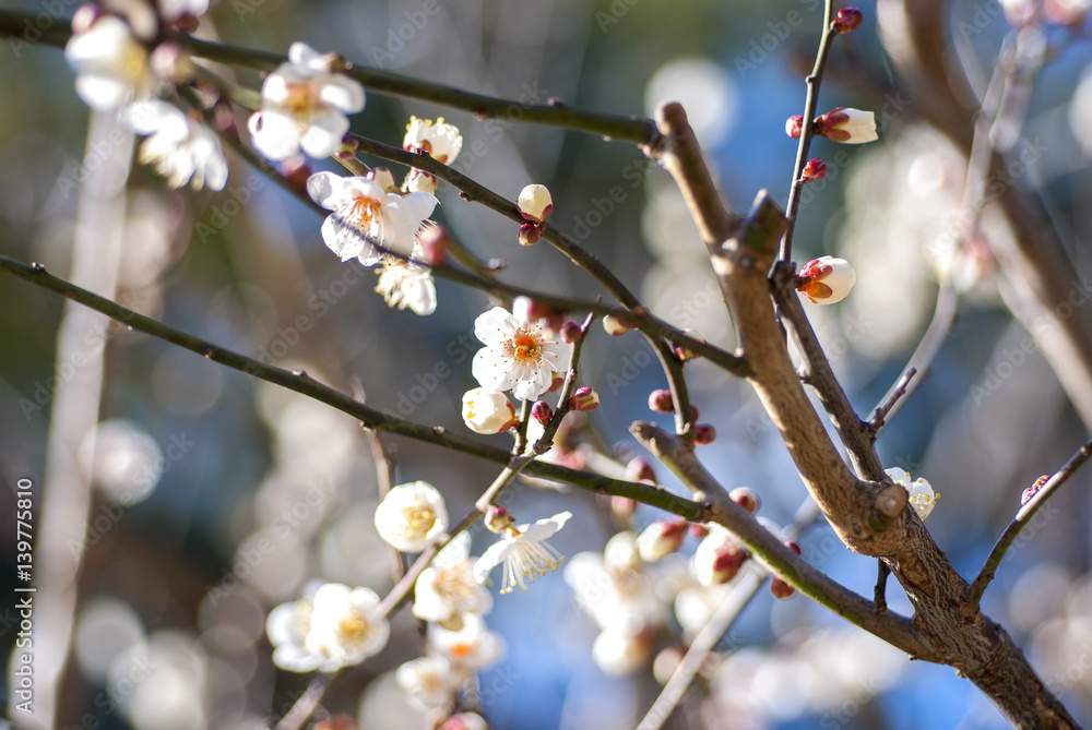 白梅, 梅の花
Japanese Apricot Ume Trees, Blossoms
白梅, 梅の花
Japanese Apricot Ume Trees, Blossoms