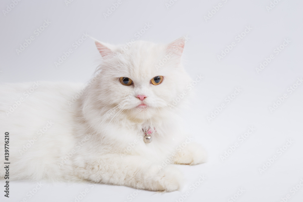 White Persian cat On a white background