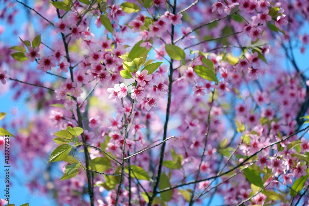 Beautiful pink flower on the tree and blue sky background