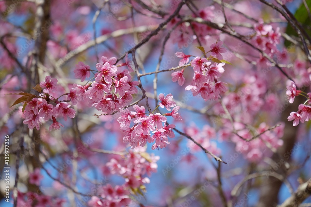 Beautiful pink flower on the tree and blue sky background Beautiful pink flower on the tree and blue sky background