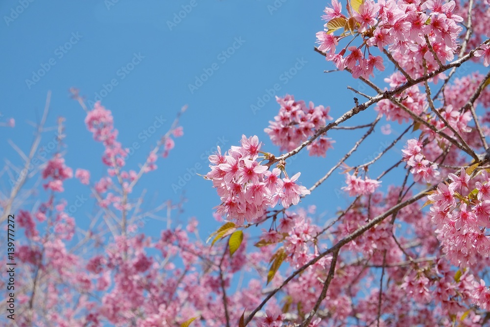 Beautiful pink flower on the tree and blue sky background