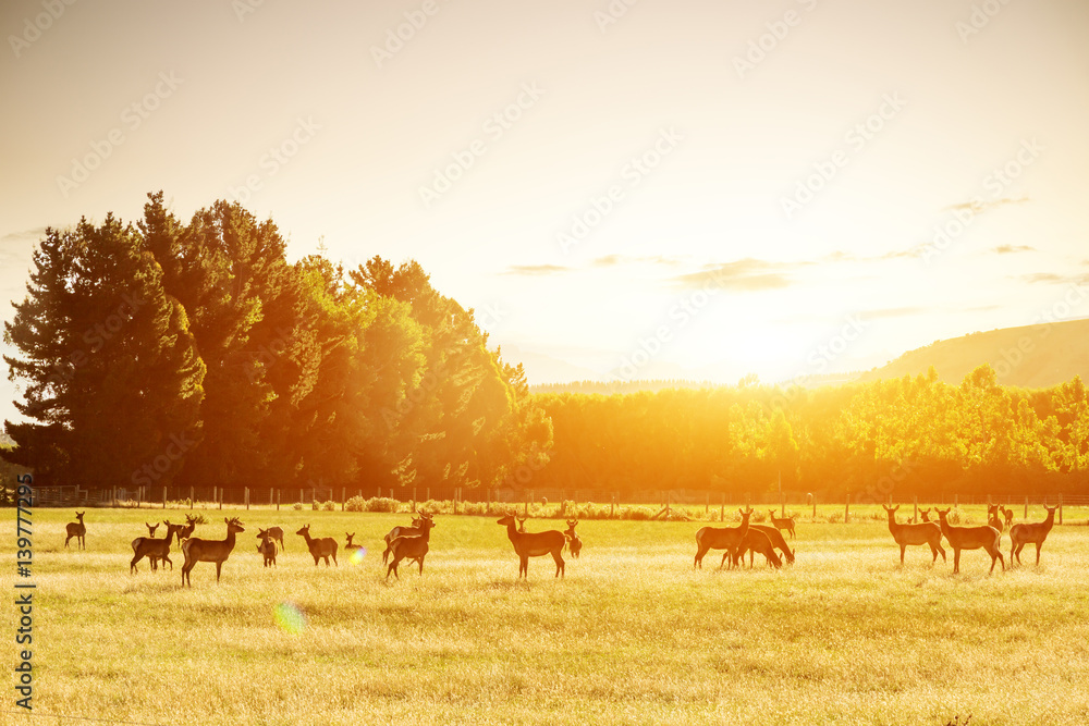 beautiful pasture with animals near hill