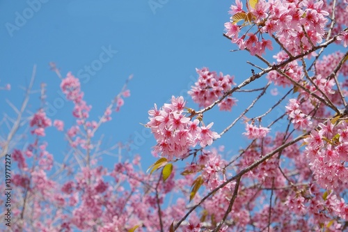 Beautiful pink flower on the tree and blue sky background