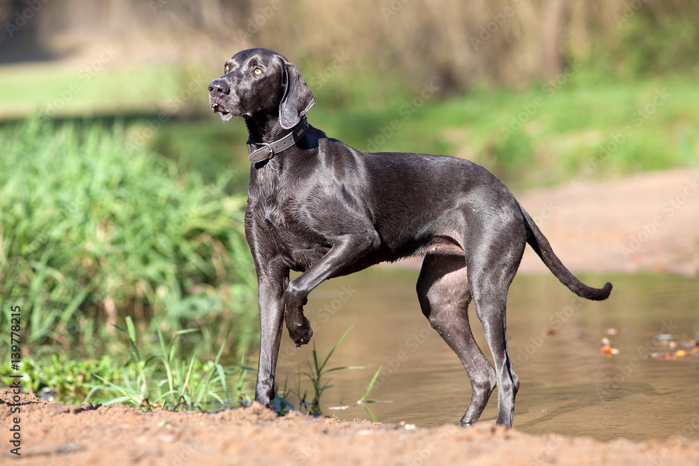 Weimaraner purebred dog outside portrait