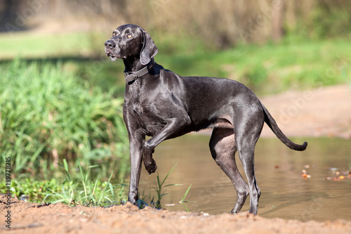 Foto Weimaraner purebred dog outside portrait